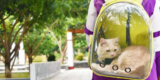 Tipps zum Reisen mit Katzen: Must-Have Supplies